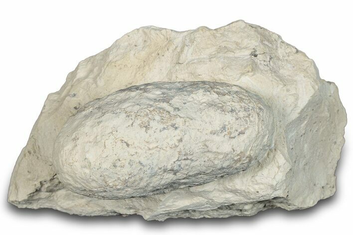 Eocene Fossil Crocodile Egg - Bouxwiller, France #293150
